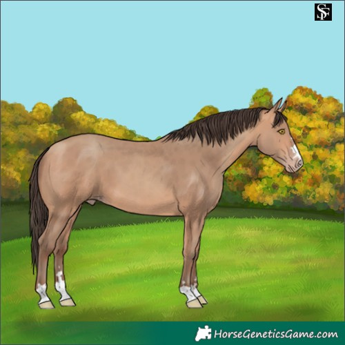 Horse Color:Amber Champagne 