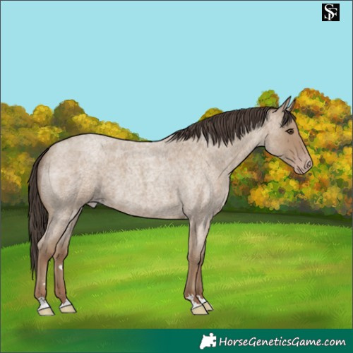 Horse Color:Classic Champagne Roan