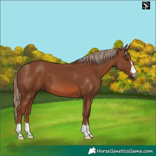 Horse Color:Chestnut 