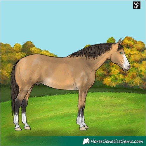 Horse Color:Pseudo Buckskin