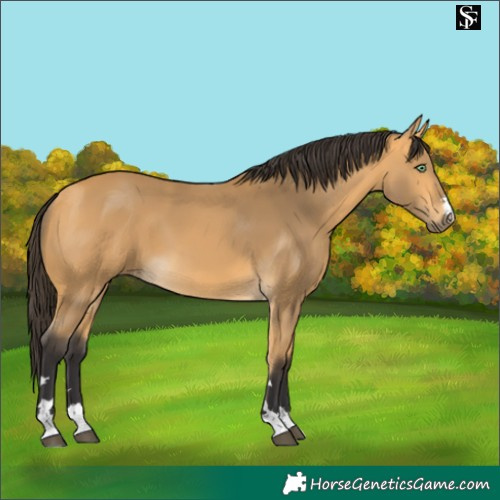 Horse Color:Pseudo Buckskin 