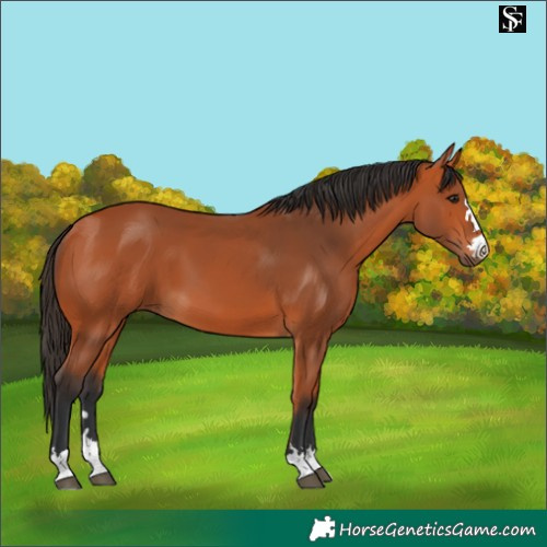 Horse Color:Bay 
