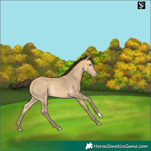 Horse Color:Amber Cream Champagne 