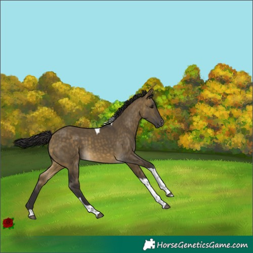 Horse Color:Buckskin Dun Tobiano