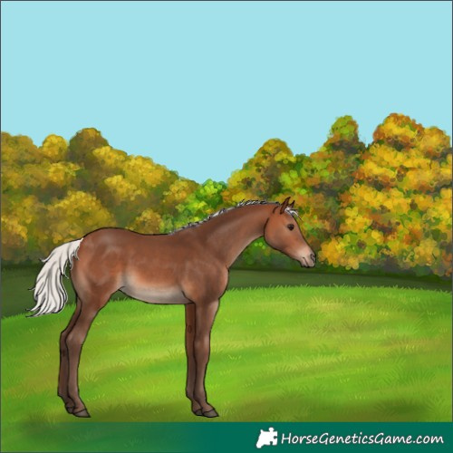 Horse Color:Silver Brown 