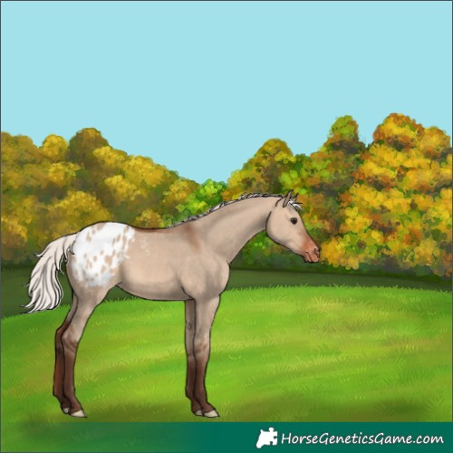 Horse Color:Silver Brown Dun Appaloosa 