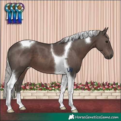 Horse Color:Silver Black Tobiano