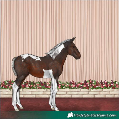 Horse Color:Silver Brown Tobiano