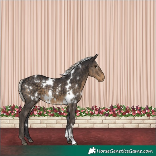 Horse Color:White Spotted Silver Smoky Black 