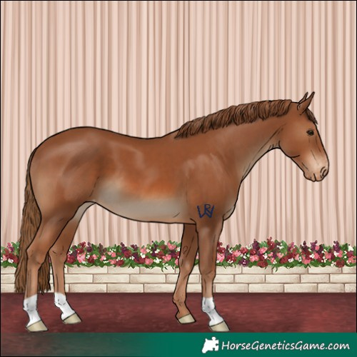 Horse Color:Chestnut Varnish 