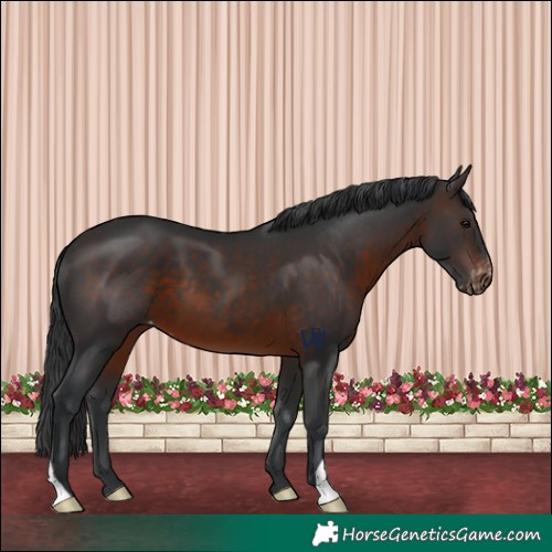 Horse Color:Brown Varnish
