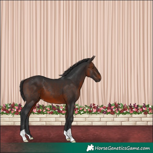 Horse Color:Brown Appaloosa 