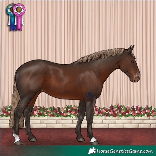 Horse Color:Liver Chestnut Varnish