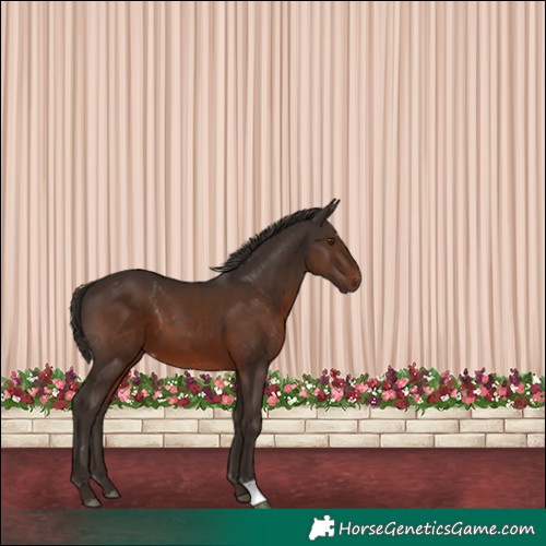 Horse Color:Liver Chestnut Appaloosa