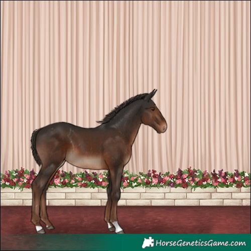 Horse Color:Liver Chestnut Appaloosa 