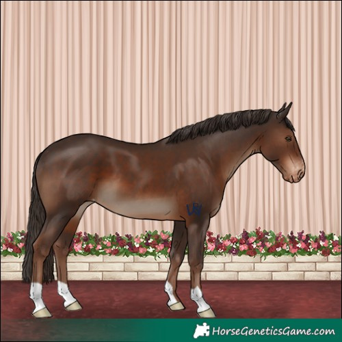 Horse Color:Liver Chestnut Varnish 