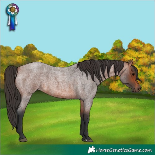 Horse Color:Bay Roan