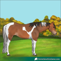 Horse Color:Bay Tobiano 