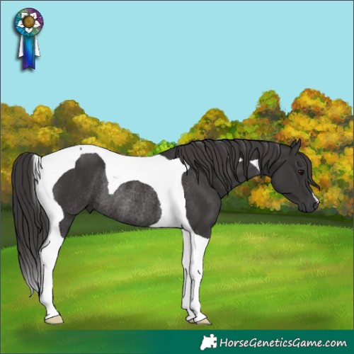 Horse Color:Smoky Black Tobiano Rabicano