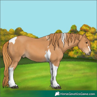 Horse Color:Chestnut Tobiano 