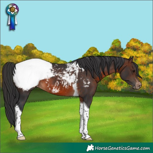Horse Color:Brown Tobiano Snowcap