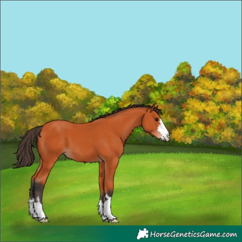 Horse Color:Unknown 