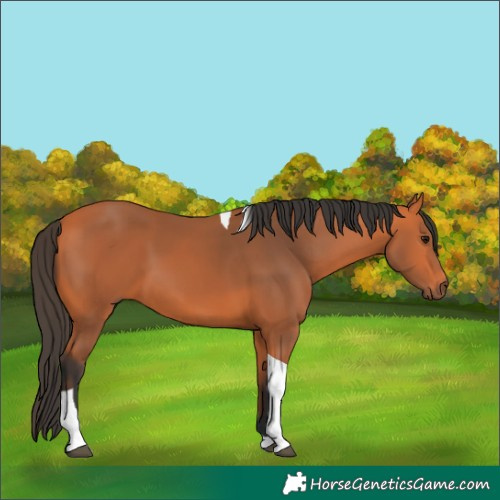 Horse Color:Bay Tobiano 