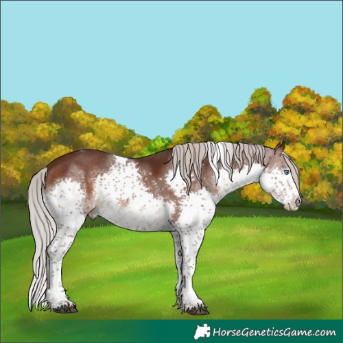 Horse Color:Silver Brown Splash Tobiano 