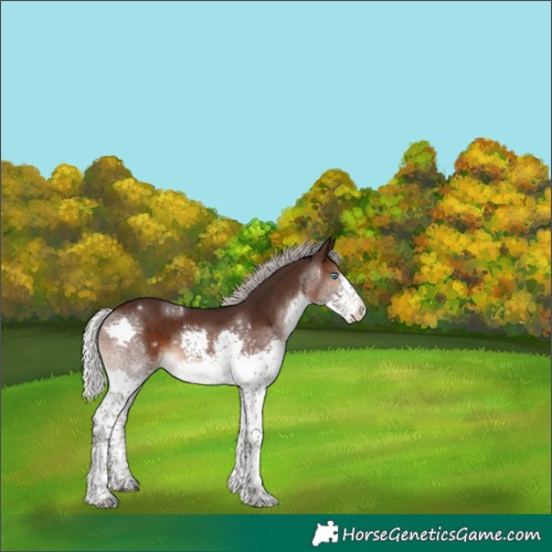 Horse Color:Silver Brown Splash Tobiano 