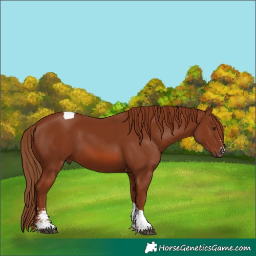 Horse Color:Chestnut Sabino Tobiano