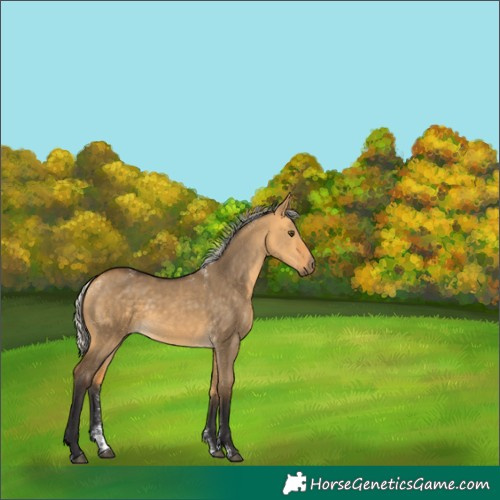 Horse Color:Powder White Silver Buckskin Dun Rabicano
