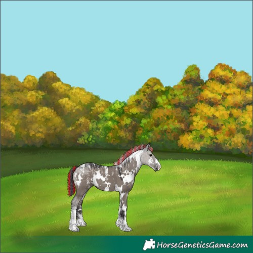 Horse Color:Powder White Painted White Spotted Smoky Grullo 