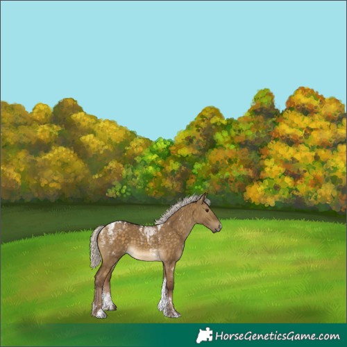 Horse Color:Powder White Chocolate Silver Buckskin Dun Tobiano