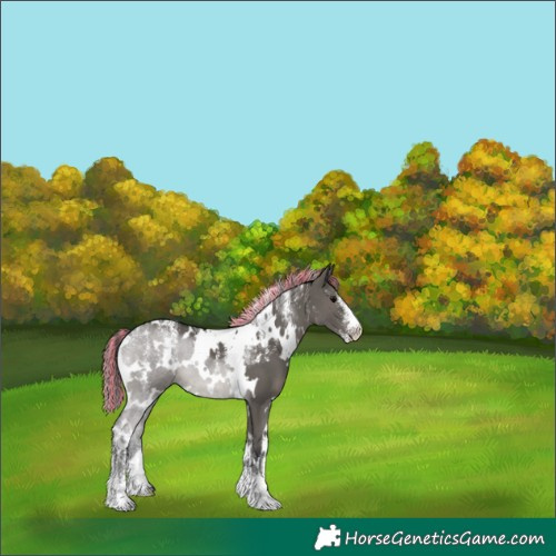 Horse Color:Powder White Painted White Spotted Grullo