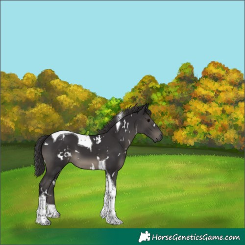 Horse Color:White Spotted Smoky Black Tobiano 