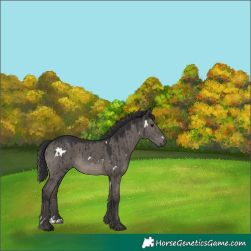 Horse Color:White Spotted Smoky Grullo Brindle