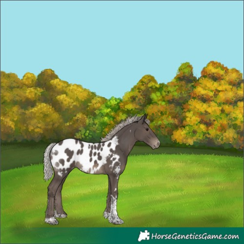 Horse Color:White Spotted Silver Black Tobiano Near Leopard 