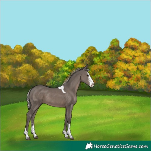 Horse Color:Silver Black Sabino Tobiano Rabicano