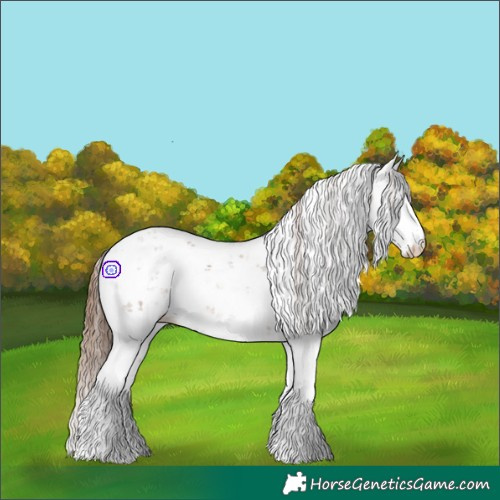 Horse Color:Chestnut Sabino 