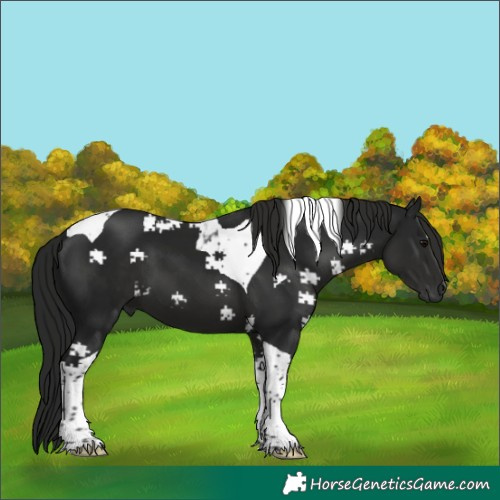 Horse Color:Gray Black Tobiano
