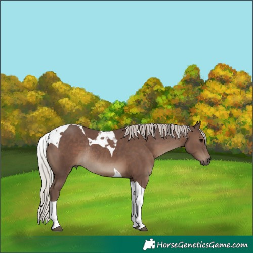 Horse Color:Silver Black Tobiano Rabicano 