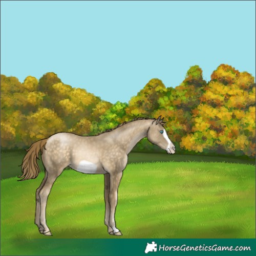 Horse Color:Buckskin Pearl Frame 
