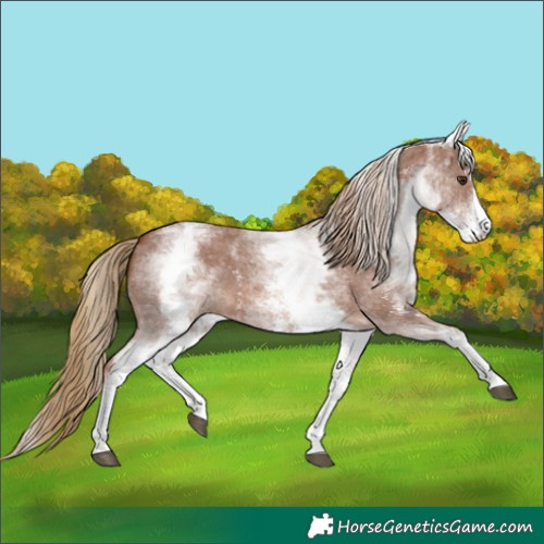 Horse Color:White Spotted Chestnut Sabino 