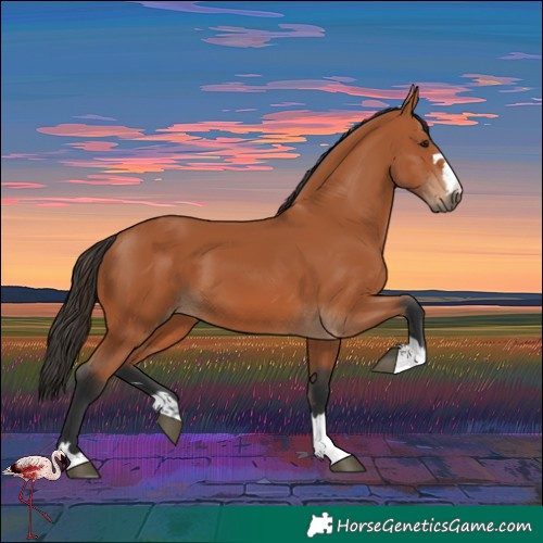 Horse Color:Bay 