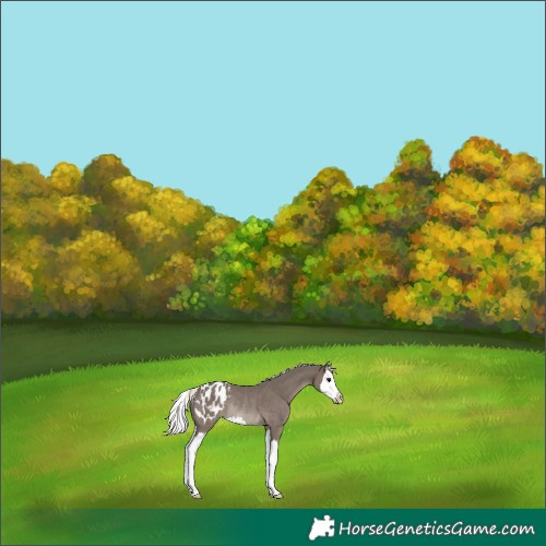 Horse Color:Silver Black Splash Blanket Rabicano