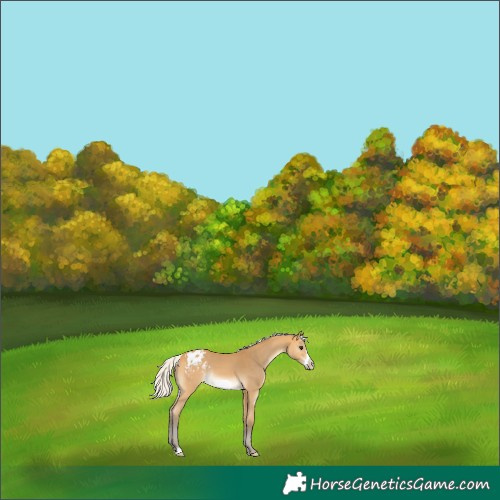 Horse Color:Silver Buckskin Frame Varnish Rabicano 