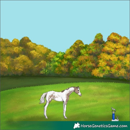 Horse Color:Silver Grullo Splash Tobiano Frame Blanket Rabicano