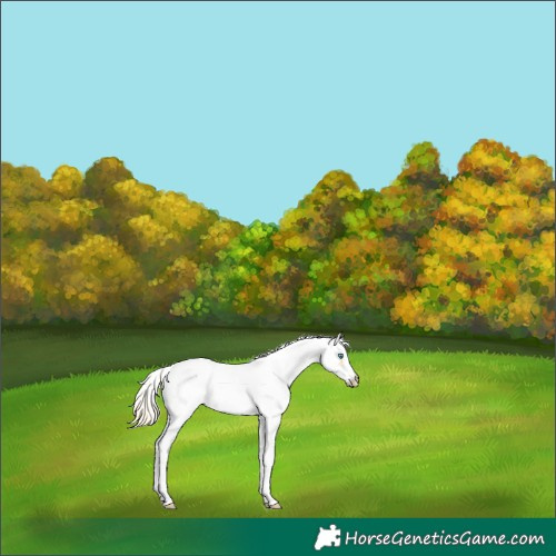 Horse Color:Palomino Sabino Splash Frame Near Leopard Rabicano 