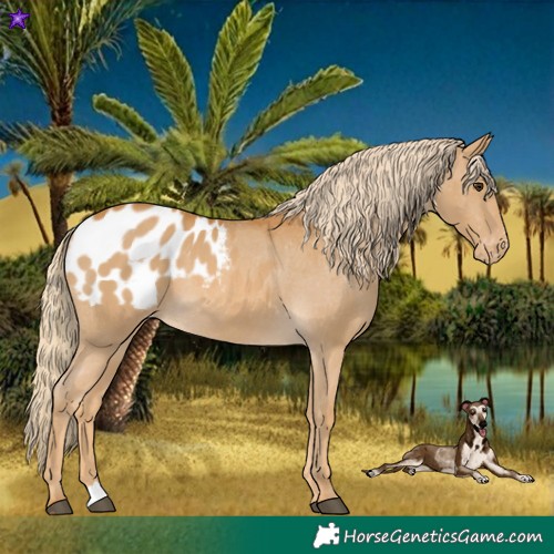 Horse Color:Palomino Blanket