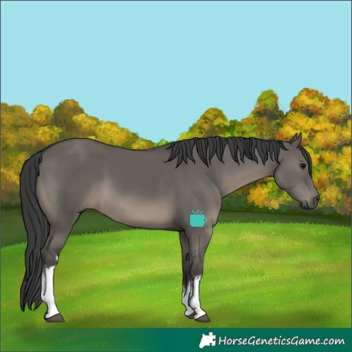 Horse Color:White Spotted Grullo